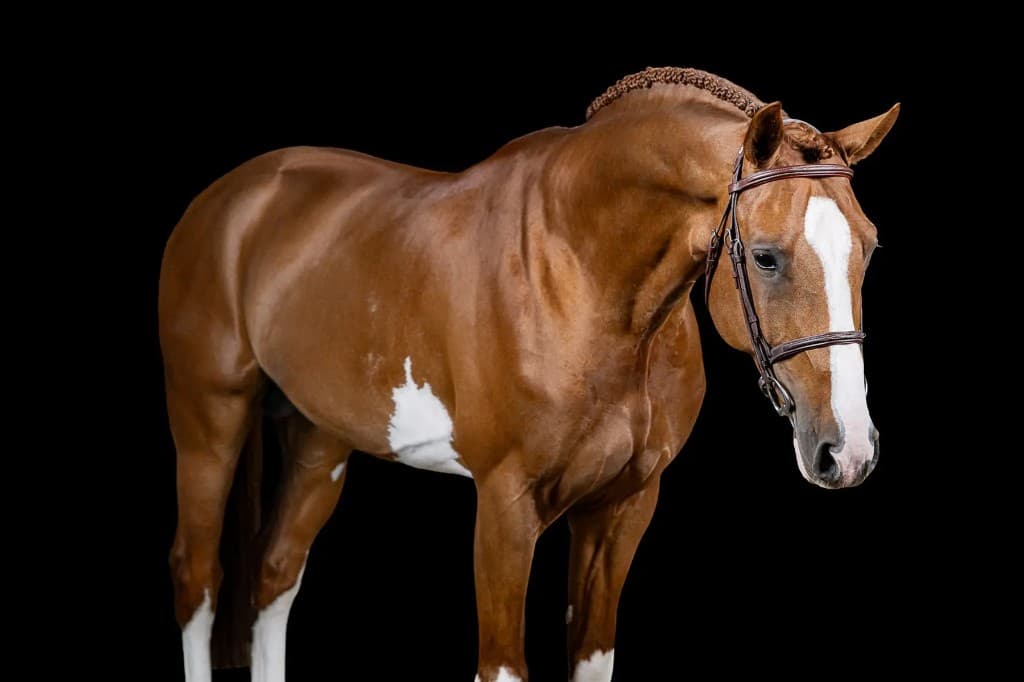 Amaretto Destiny's BTB