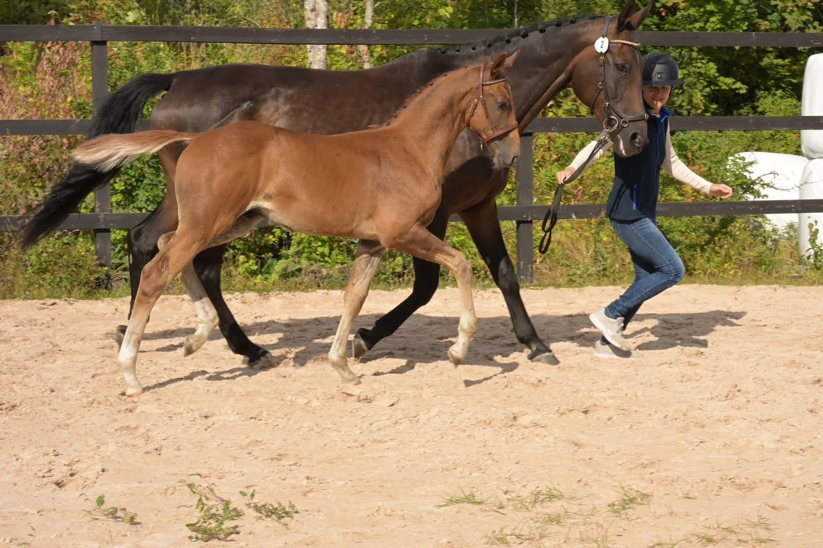 Bild 5